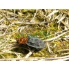 Oiceoptoma thoracicum (Linnaeus, 1758) Ścierwiec
